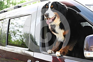 Bernese mountain dog looking out of car window