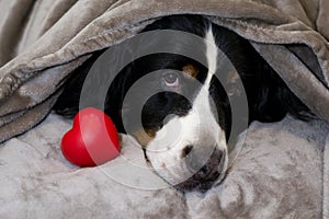 Bernese mountain dog is lying on bed with head covered with beige plaid near red heart. Concept of love, devotion, candor, charity