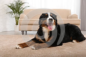 Bernese mountain dog lying on carpet