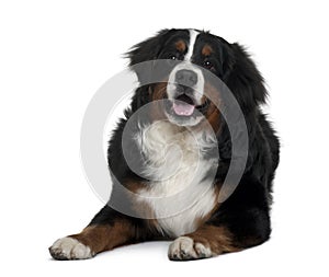 Bernese mountain dog, lying down and panting