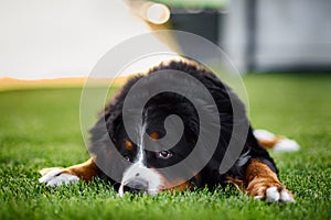 Bernese Mountain Dog lying on grass