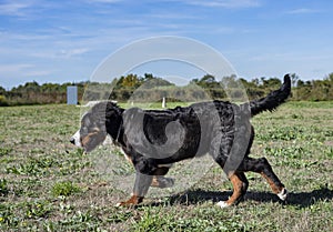 Bernese mountain dog in obedience