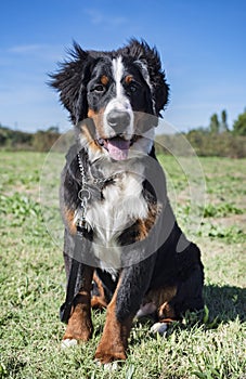 Bernese mountain dog in obedience