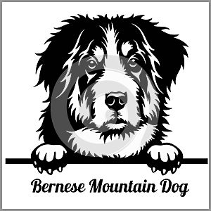 Bernese Mountain Dog - Peeking Dogs - breed face head isolated on white photo