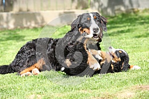Bernese Mountain Dog playing with puppy