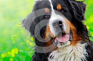 Bernese Mountain Dog portrait photo