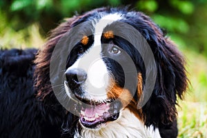 Bernese Mountain Dog portrait