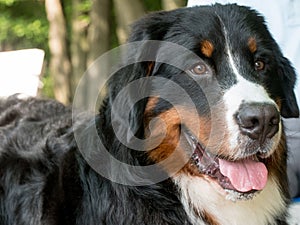 Bernese mountain dog portrait in outdoors