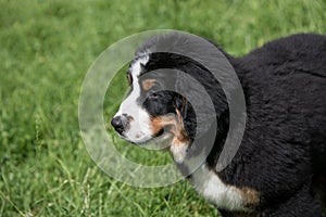 Bernese mountain dog portrait in outdoors