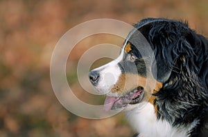 A Bernese Mountain Dog portrait from the side