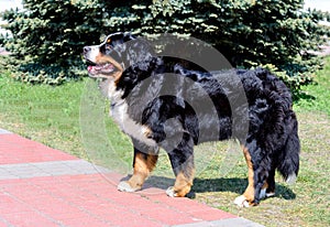 Bernese Mountain Dog in profile.