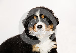 Bernese mountain dog puppet is halfly snowy