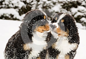 Bernese mountain dog puppets sniff each others