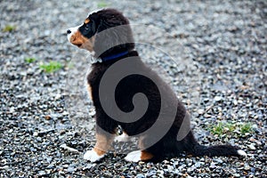 Bernese Mountain dog puppy