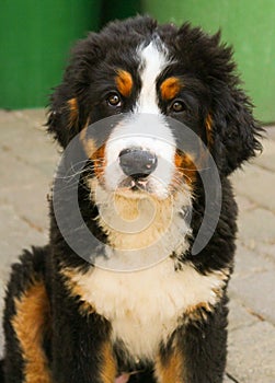 Bernese Mountain Dog Puppy