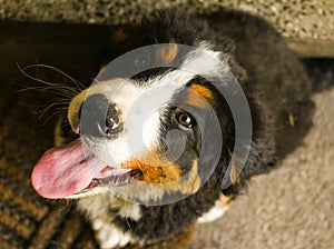 Bernese Mountain Dog Puppy