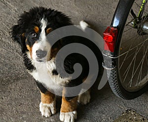 Bernese Mountain Dog Puppy