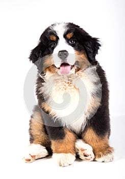 Bernese mountain dog puppy