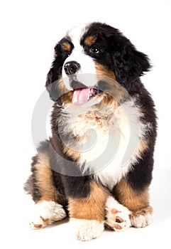 Bernese mountain dog puppy