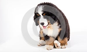 Bernese mountain dog puppy