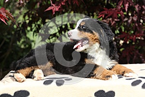 Bernese Mountain Dog puppy on blanket smiling