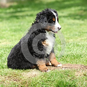 Bernese Mountain Dog puppy in the garden