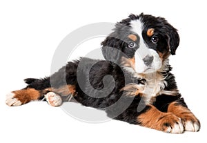 Bernese mountain dog puppy isolated on white background photo