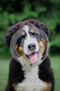 Bernese mountain dog puppy looking