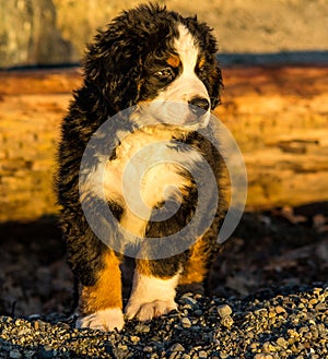 Bernese mountain dog puppy looking into the sunset on a pacific northwest beach