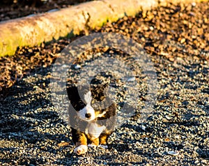 Bernese mountain dog puppy looking into the sunset on a pacific northwest beach