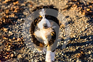 Bernese mountain dog puppy looking into the sunset on a pacific northwest beach