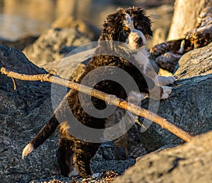 Bernese mountain dog puppy looking into the sunset on a pacific northwest beach