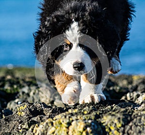 Bernese mountain dog puppy looking into the sunset on a pacific northwest beach