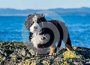 Bernese mountain dog puppy looking into the sunset on a pacific northwest beach