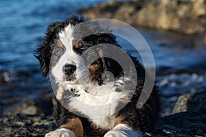 Bernese mountain dog puppy looking into the sunset on a pacific northwest beach