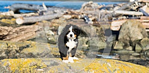 Bernese mountain dog puppy looking into the sunset on a pacific northwest beach