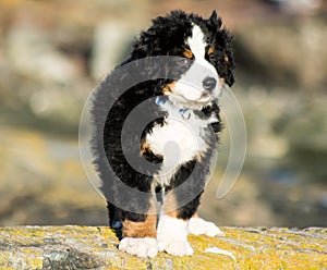 Bernese mountain dog puppy looking into the sunset on a pacific northwest beach