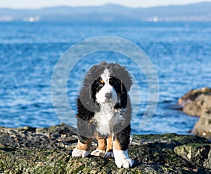 Bernese mountain dog puppy looking into the sunset on a pacific northwest beach