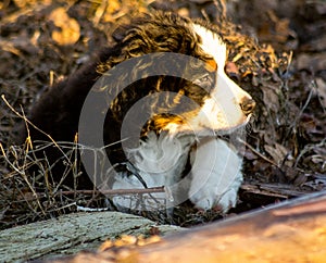 Bernese mountain dog puppy looking into the sunset on a pacific northwest beach