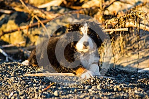 Bernese mountain dog puppy looking into the sunset on a pacific northwest beach