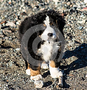 Bernese mountain dog puppy looking into the sunset on a pacific northwest beach
