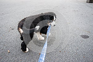 Bernese mountain dog puppy playing in a boat yard