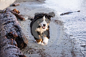 Bernese mountain dog puppy playing on a rocky beach