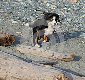 Bernese mountain dog puppy playing on a rocky beach