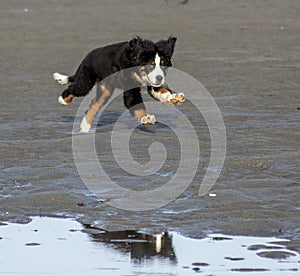 Bernese mountain dog puppy playing on a sandy beach