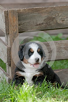 Bernese Mountain Dog puppy portrait