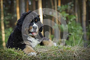 Bernese Mountain Dog puppy portrait