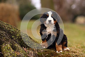 Bernese Mountain Dog Puppy Sitting by Exposed Moss Covered Tree Root photo