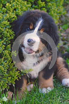 A bernese mountain dog puppy smiles