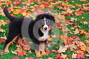 Bernese Mountain Dog puppy stands in Autumn leaves